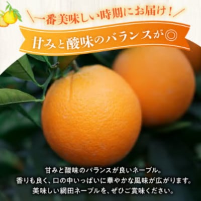 【先行予約】福島オレンジ農園 おいしい樹成甘熟!!　ネーブル(家庭用)約5kg