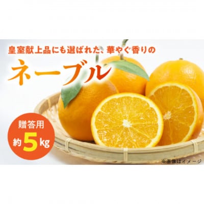 【先行予約】福島オレンジ農園 おいしい樹成甘熟!!　ネーブル(贈答用)約5kg