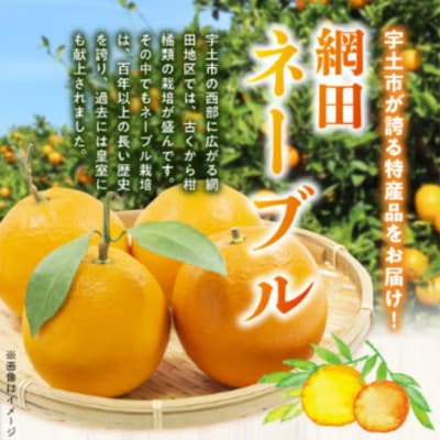 【先行予約】福島オレンジ農園 おいしい樹成甘熟!!　ネーブル(贈答用)約5kg