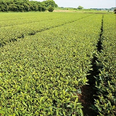 鹿児島茶【緑茶】100g×8袋