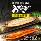 鹿児島県大隅産  千歳鰻の白焼1尾・蒲焼き1尾　合計2尾セット