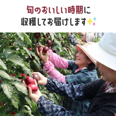 【数量限定】情熱のまちのパッションフルーツ(約1kg)