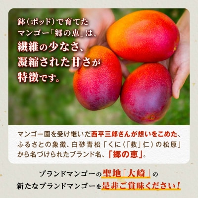 【訳アリ】 1.5kg 大崎完熟マンゴー「郷の恵(さとのめぐみ)」加工用マンゴー(糖度10度前後)
