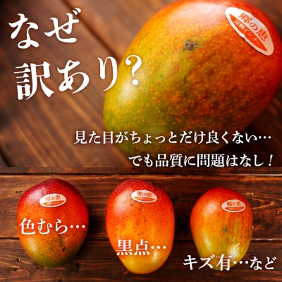 【訳アリ】1kg 大崎完熟マンゴー「郷の恵(さとのめぐみ)」加工用マンゴー(糖度10度前後) 