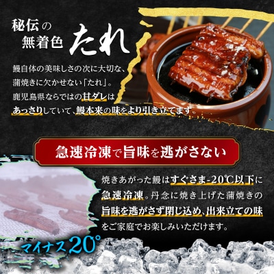 数量限定【2026年土用丑の日までにお届け】鹿児島県産うなぎ長蒲焼2尾