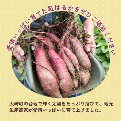 【定期便全12回】紅蜜芋　紅はるかの焼き芋定期便2kg