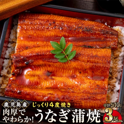 うなぎ 蒲焼 170g×3尾【鹿児島産】地下水で育てた逸品鰻