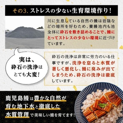 うなぎ 蒲焼 170g×3尾【鹿児島産】地下水で育てた逸品鰻