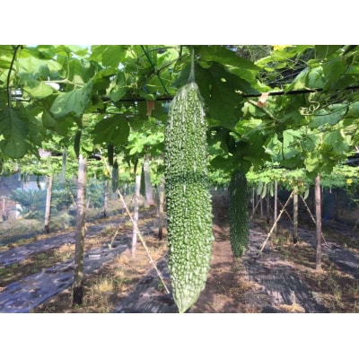 【先行予約】結いの街　新鮮夏野菜野菜!ゴーヤ