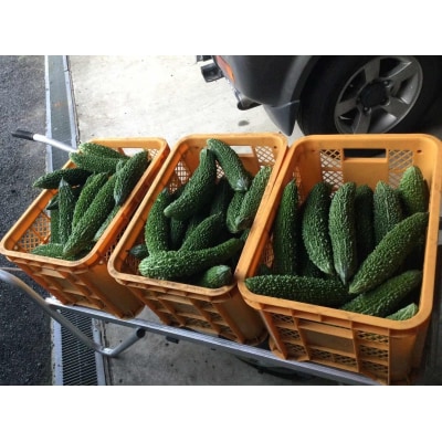 【先行予約】結いの街　新鮮夏野菜野菜!ゴーヤ