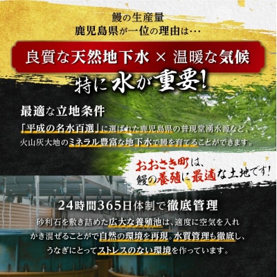【訳あり】 有頭 鹿児島県産長蒲焼　規格外品(4尾～8尾)　800g