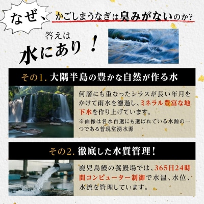 うなぎ 蒲焼 120g×3尾【鹿児島産】地下水で育てた逸品鰻
