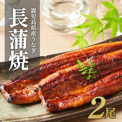 ふるさと納税限定　鹿児島県大崎町産 国産 うなぎ長蒲焼 2尾 計320g以上