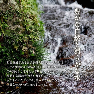 ふるさと納税限定　鹿児島県大崎町産 国産 うなぎ長蒲焼 2尾 計320g以上