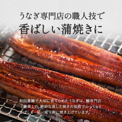 ふるさと納税限定　鹿児島県大崎町産 国産 うなぎ長蒲焼 3尾 計480g以上