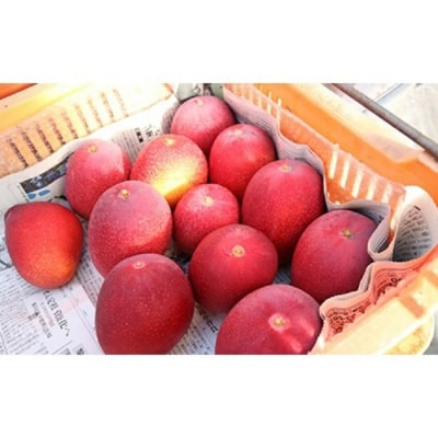 【JA大崎選果場厳選】「大崎産マンゴー2026」 おおよそ300g×2玉