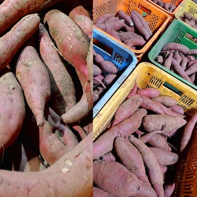訳アリ 不揃い さつまいも 紅はるかorシルクスイート 5kg(荒尾市産)