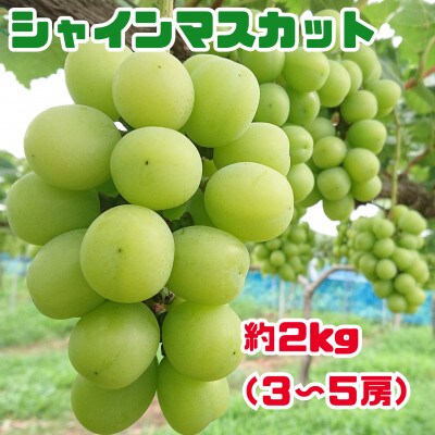 大人気のシャインマスカット 約2kg(3～5房) (荒尾市)