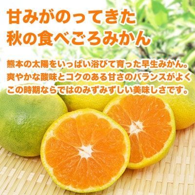 早生みかん 2S～2L 約5kg(荒尾市)