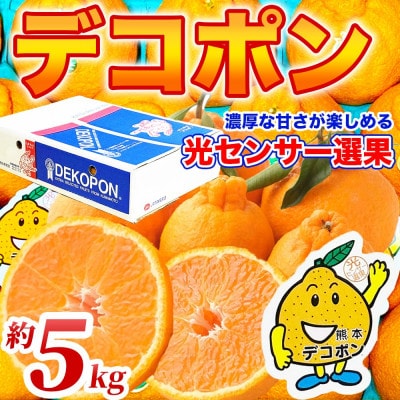 デコポン 12～24玉 約5kg(荒尾市)