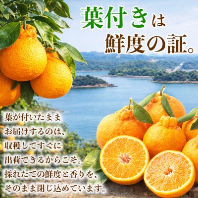 葉付き不知火 5～9玉 約2kg(荒尾市)