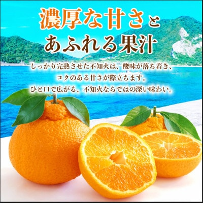 葉付き不知火 12～24玉 約5kg(荒尾市)