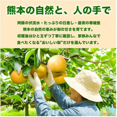 豊水梨 6～18玉 約5kg(荒尾市)