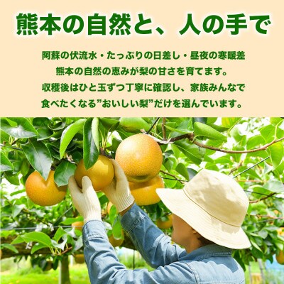 旬の梨 品種おまかせ 4～12玉 約3kg(荒尾市)