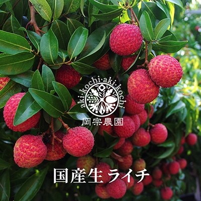 メリーガーデンの完熟マンゴー&生ライチセット