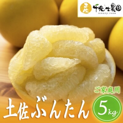 千光士農園の土佐文旦 5kg(ご家庭用スレキズあり)