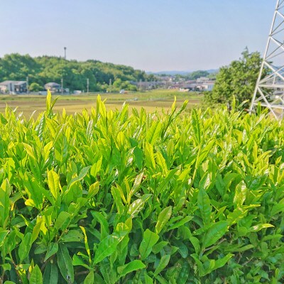 水野茶園のお茶 和紅茶セット(春摘み 40g×3袋・夏摘み 45g×4袋)