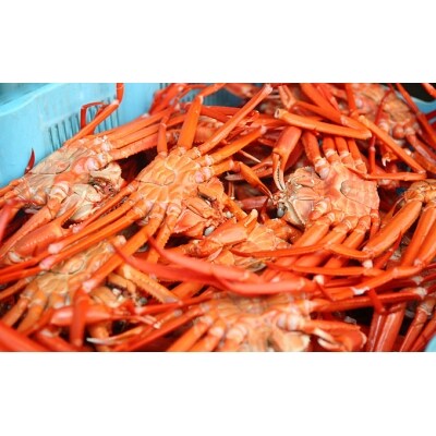 男鹿沖産紅ズワイガニ600g前後 4匹 男鹿なび 5605 0280 お礼品詳細 ふるさと納税なら さとふる