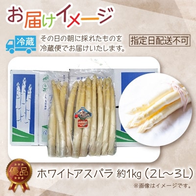 【2026年先行予約】北海道産 旬の朝採れ ホワイトアスパラ 約1kg (2L～3L) 優品