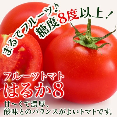 北海道産 糖度8度以上 フルーツトマト はるか8(エイト)約1kg 10玉～15玉 2027年発送