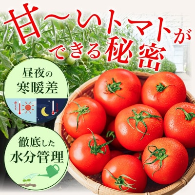 北海道産 糖度8度以上 フルーツトマト はるか8(エイト)約2kg(20玉～30玉)2027年発送