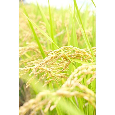 2023年12月発送開始『定期便』 奈良県大和高田市産ヒノヒカリ1kg×3　合計3kg 全6回