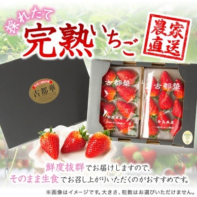 奈良県産いちご　古都華　化粧箱入り4パック