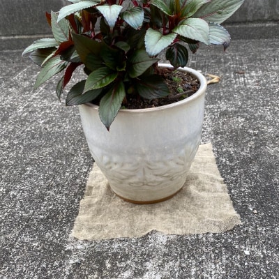 【園芸用】 防虫銅シート 1枚入り × 5袋セット  (銅シート5枚)