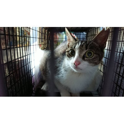 �y�ԗ�i�Ȃ��zTNR����(��ǔL��D�E������p���������Ɠ�)�ւ̊񕍁@1��:10,000�~