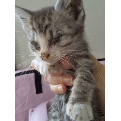 【返礼品なし】TNR活動(野良猫避妊・去勢手術助成金事業等)への寄附　1口:10,000円