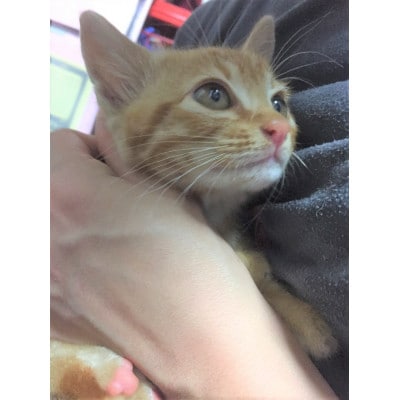 【返礼品なし】TNR活動(野良猫避妊・去勢手術助成金事業等)への寄附　1口:10,000円