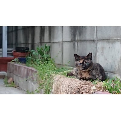 【返礼品なし】TNR活動(野良猫避妊・去勢手術助成金事業等)への寄附　1口:50,000円