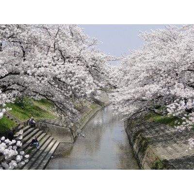 【返礼品なし】高田千本桜や大和高田市内の都市公園などの桜への寄附　1口:50,000円