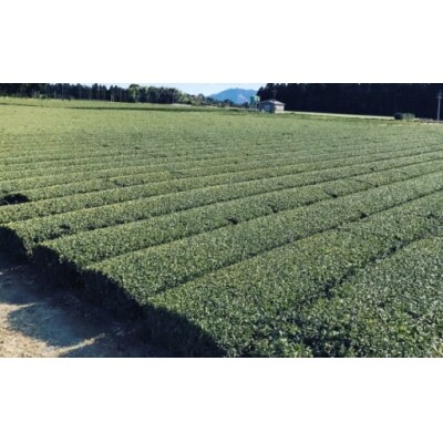 曽於の茶いっぺセット1