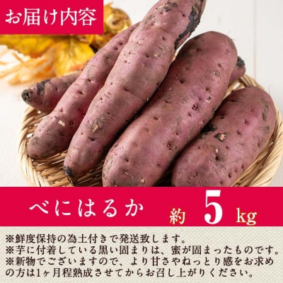 【先行受付】鹿児島県産　紅はるか5kg