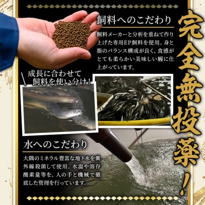 無投薬!鹿児島県産うなぎ蒲焼カット(計800g以上・約50g×15枚) タレ・山椒付き