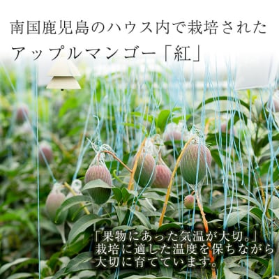 南国鹿児島産 アップルマンゴー約600g