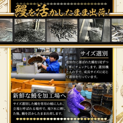 無投薬!鹿児島県産うなぎ蒲焼セット <特上>(約160g以上×3尾)タレ・山椒付き