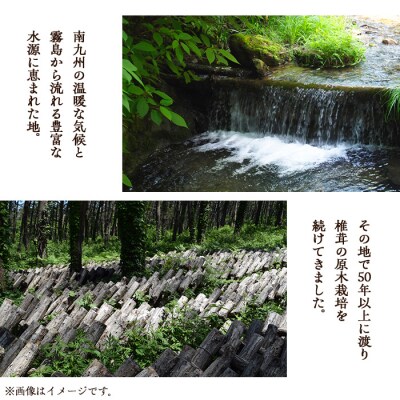  しいたけ+しいたけ粉末+きくらげセット(計240g・3種)
