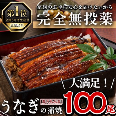鹿児島県産うなぎ蒲焼 (1尾あたり136g〜155g×100尾、タレ・山椒付き)